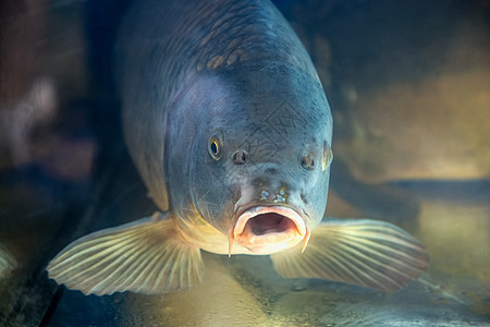 水族馆或水库乌卜鱼潜水游泳农业农场动物居住动物群水池图片