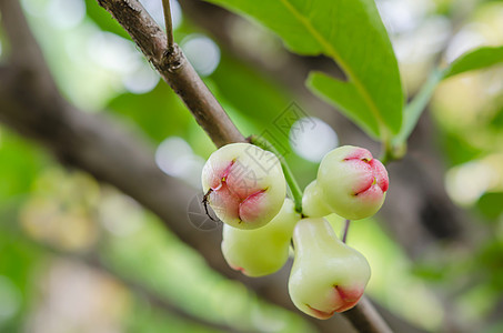 玫瑰苹果花园叶子生产绿色食物红色水果团体背景图片