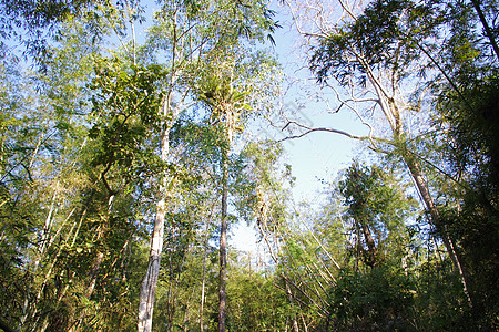 森林天空树木绿色背景图片
