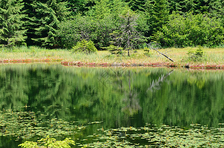 平静森林池旅行植物蓝色荒野反思公园太阳场景地形树木图片