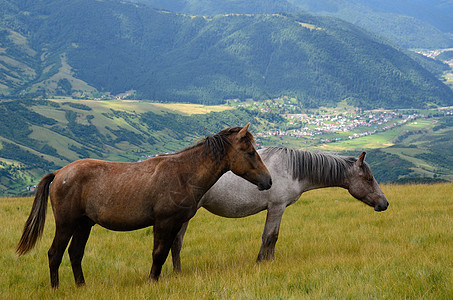山上两匹马图片