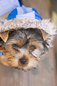 穿西装的日新月大灰熊犬类兜帽外套动物头发宠物猎犬小狗裙子衣服图片