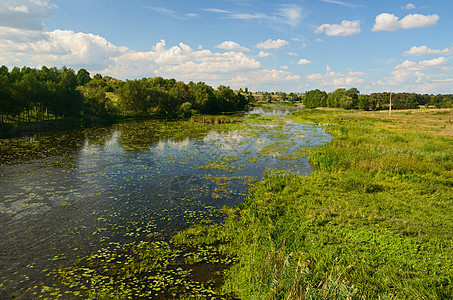 农村河流景观植物群叶子湿地荒野天空花朵公园池塘百合美丽图片