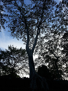 树的轮光天空森林阴影图片