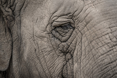 大象眼闭眼危险黑色耳朵濒危哺乳动物野生动物獠牙动物旅行皮肤图片