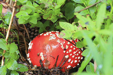 秋林种植的红拖鞋蘑菇食物侏儒草地生物魔法公园地面宏观季节菌类图片