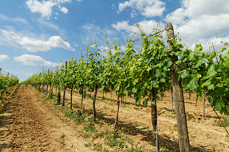 葡萄酒庄托凯葡萄农场栽培生产生长葡萄园酒精场地藤蔓国家水果背景