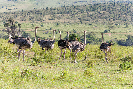 在非洲热带草原上行走的奥斯特里亚人 肯尼亚萨法里图片