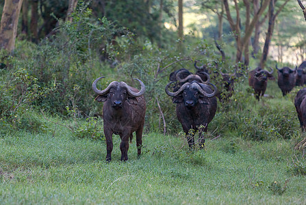 非洲野生水牛 肯尼亚 非洲公园危险警报晴天动物喇叭荒野男性环境奶牛图片