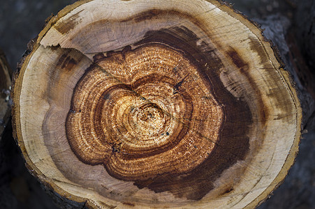 剪切的锯树 用于商业和编辑用途木材条纹戒指圆圈材料树干木工木头生活森林图片
