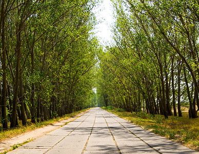 乡村公路穿过树小巷大街分支机构小路车道太阳街道旅游晴天阳光森林图片