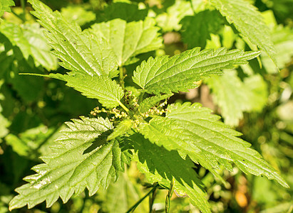 网织叶子花园荒野疗法杂草荨麻薄荷衬套草本植物草本图片