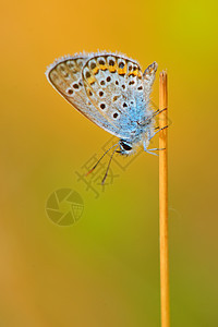 蝴蝶细节花瓣野生动物荒野橙子鳞翅翅膀叶子宏观蓝色鳞翅目图片