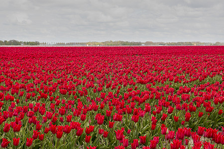 荷兰的红郁金香图片