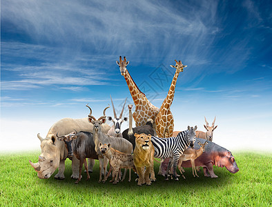 非洲动物群集野马食肉哺乳动物蓝色斑马团伙收藏团体食草狮子图片
