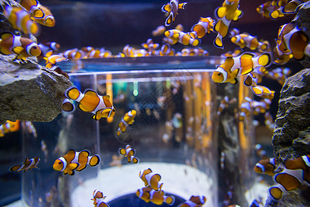 环纳帕海游鱼游入环水族馆背景