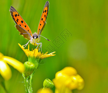 黄花上的蝴蝶植物生活翅膀花瓣野生动物鳞翅昆虫晴天环境荒野图片