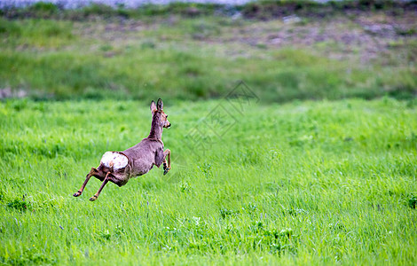 起飞女性大妈哺乳动物反刍动物小鹿图片