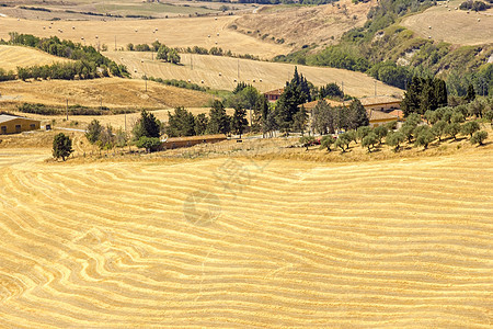 对意大利夏季托斯卡尼典型风景的看法全景爬坡金子植被收成植物农村草地场景环境图片