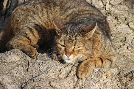 野睡猫 - 保加利亚内塞巴尔图片