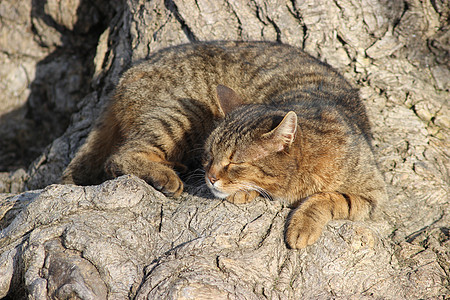 在树下睡觉的猫图片
