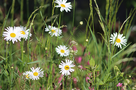 花角字段宏观季节花序荒野植物群白花草地花粉野花花瓣图片