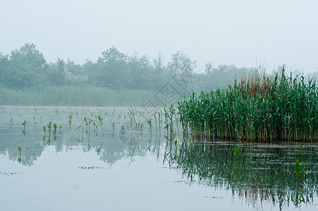 里德树叶甘蔗蓝色芦苇植物绿色池塘植被生活季节性支撑图片