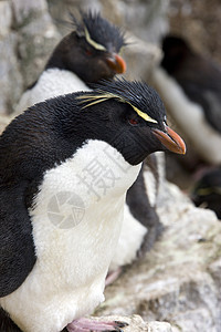 福克兰群岛动物群企鹅殖民地海鸟荒野野生动物旅行旅游图片