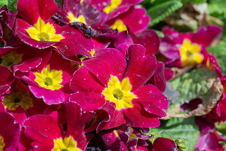 美丽的红樱草花的特写园艺花园叶子紫色花瓣花朵植物花盆花束图片