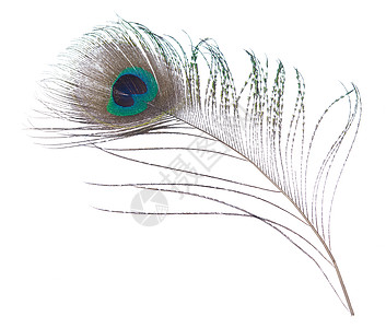 蓝色羽毛孔雀羽毛热带宏观荒野尾巴风格蓝色白色眼睛绿色装饰背景