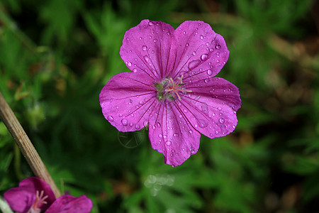 野花荒野植物学活力宏观植物花园叶子粉色紫色植物群图片