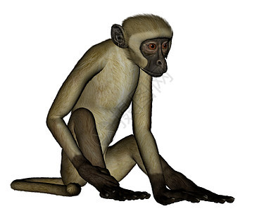 猴子坐着 - 3D背景图片