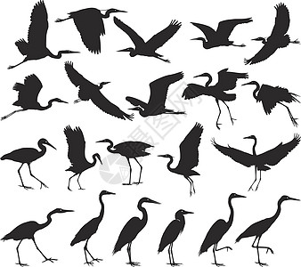 鸟 - 苍鹭高清图片