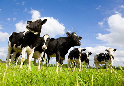Holstein 奶牛动物家畜天空牛肉农田农场农业白色牧场母牛图片