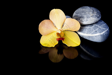 石头和兰花热带温泉巨石福利卵石按摩风水团体平衡花瓣图片