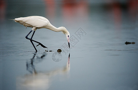 白雪捕鱼头饰涉水生态动物群羽毛沼泽地池塘荒野脊椎动物鸟类图片