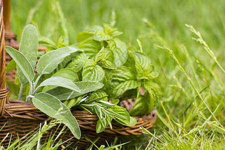 草林园中带新鲜草药的篮子宏观生长枝条植被花园草本植物芳香香料农场栽培图片