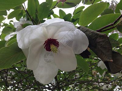 马木兰花花白色挂花背景图片
