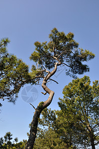 松树叶子绿色木头树叶树干天空森林蓝色背景图片