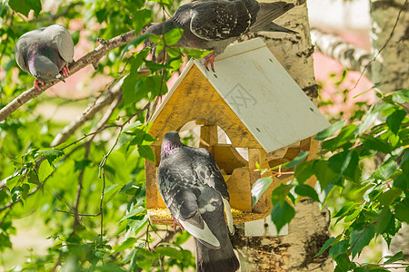 鸟食者周围的鸽子翅膀食物树叶飞行山雀家禽房子叶子鸟巢麻雀图片