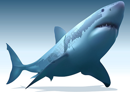 大白鲨鱼海洋食肉食人者捕食者盐水蛔虫指针插图动物海上生活图片