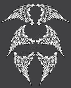 翅膀组框架羽毛插图纹章背景图片