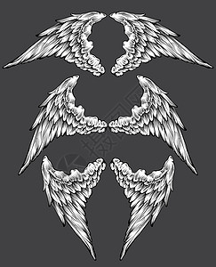 翅膀组框架羽毛插图纹章背景图片