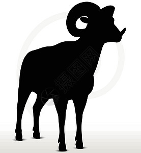 大角绵羊背影 立立方姿势山羊宠物草图白色插图阴影徒步冒充黑色荒野图片
