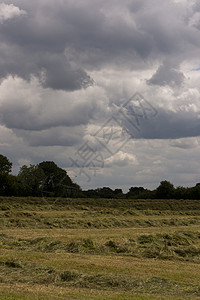 英国乡村 霍尔默格林 白金汉郡花朵荒野农村毛茛绿色草地公园黄色农业国家图片