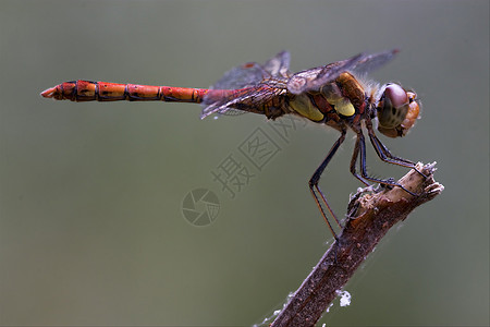 红黄蜻蜓荒野白色翅膀衬套蒸汽枝条弯曲爪子绿色黄色图片