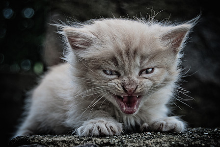 开花小猫作者治疗中的小猫流浪花园动物孤独猫咪绿色哺乳动物草地阳光团体背景