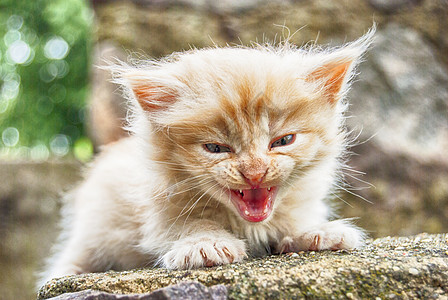 作者治疗中的小猫孤独婴儿动物花园宠物猫咪流浪草地阳光团体图片