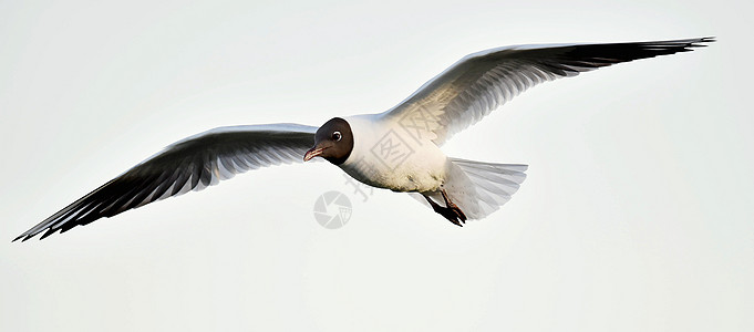 成年黑头海鸥在逃亡海洋钓鱼动物群鼻子水鸟海滩行动航班生活海岸图片