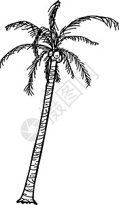 椰子棕榈剪贴插图卡通片手绘热带背景图片